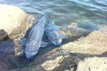 水庫釣青魚怎么釣_水庫釣青魚必須掌握的六個技巧（上）_釣水庫技巧掌握青魚上鉤方法