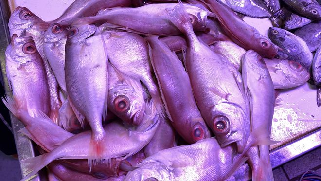 野生黃花魚價格高昂，營養豐富，全身都是寶，為何如此受歡迎？