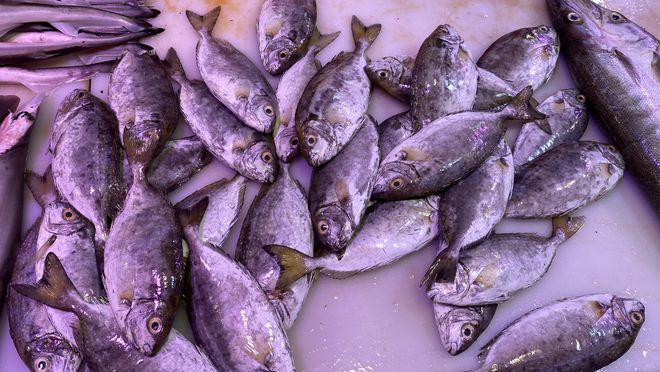 黃魚多少錢一斤_黃魚做法_寧波黃魚面