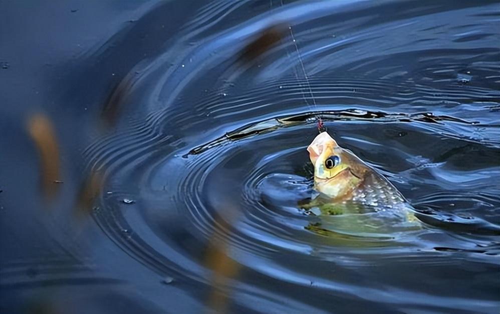 釣魚感染寄生蟲_釣魚感染病毒_被釣魚紅蟲感染的圖片