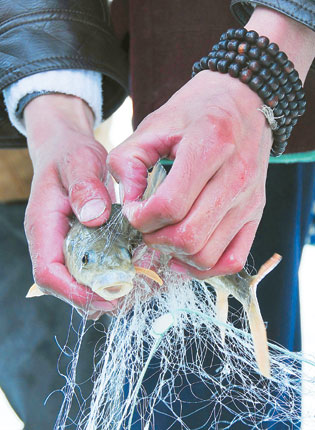 青海湖湟魚_青海湖湟魚價格_青海湖價格湟魚多少一斤