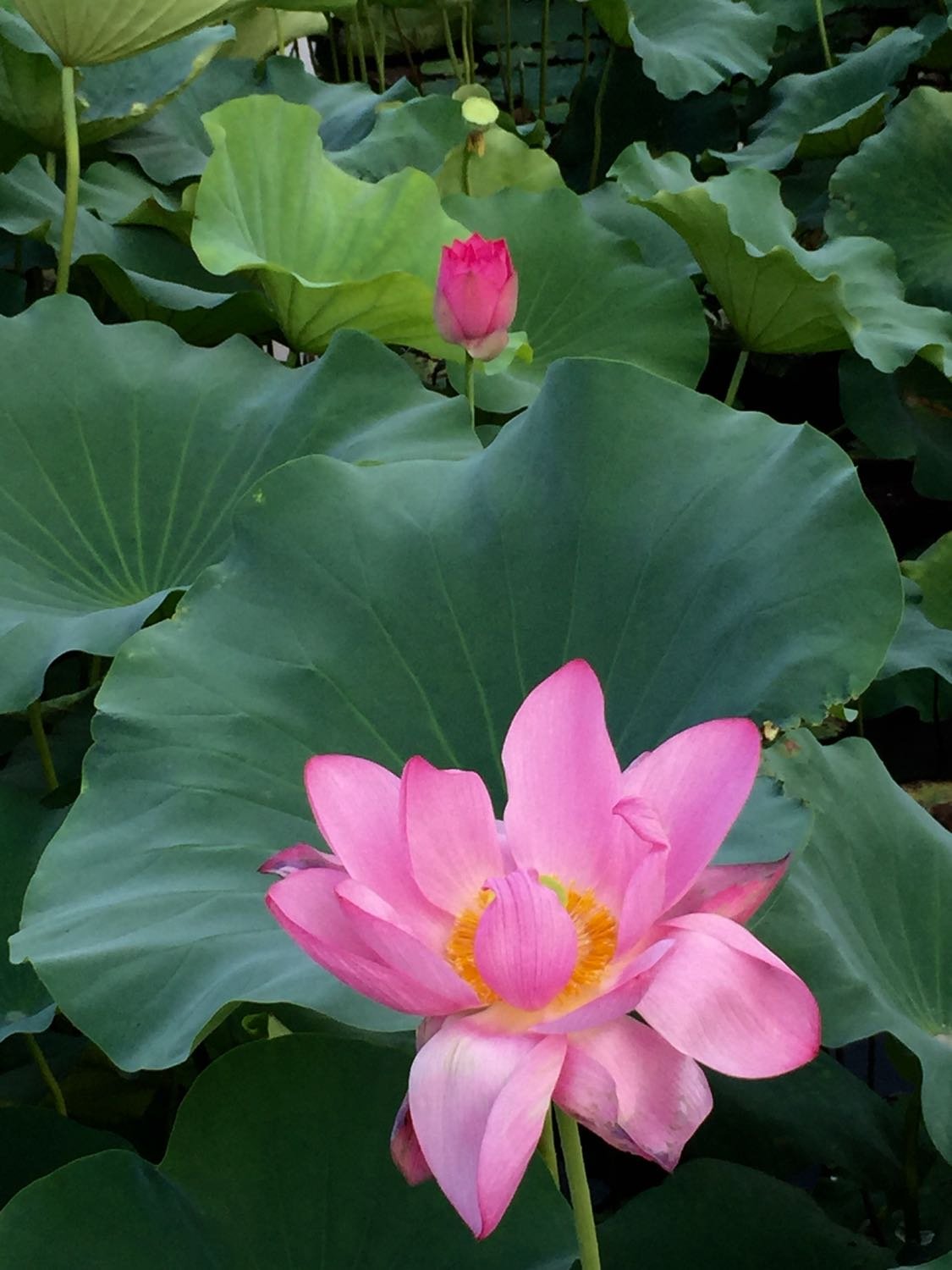 蘇州昆山的湖_蘇州昆山市湖庫大全_昆山有幾個湖泊