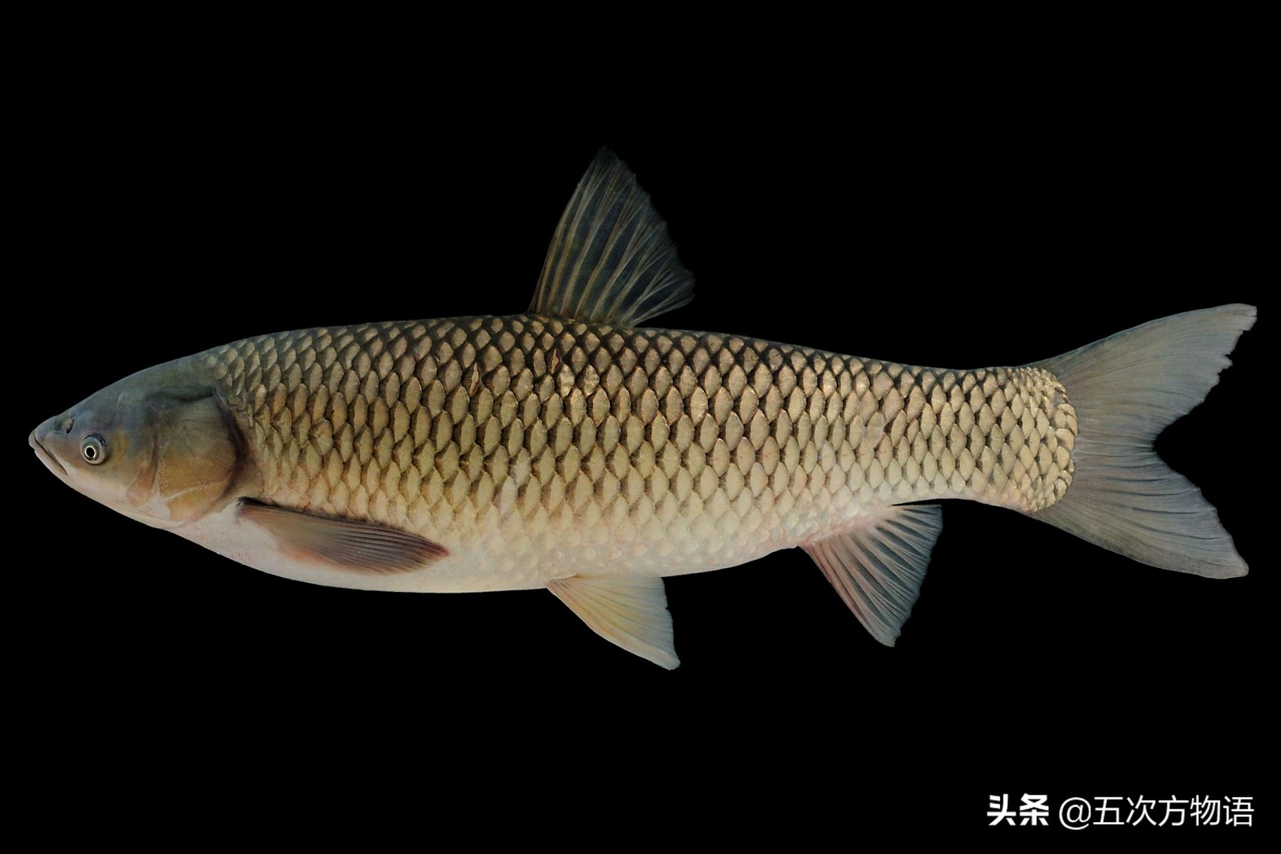 青魚視頻網站_釣青魚視頻大全高清_化紹新釣青魚視頻