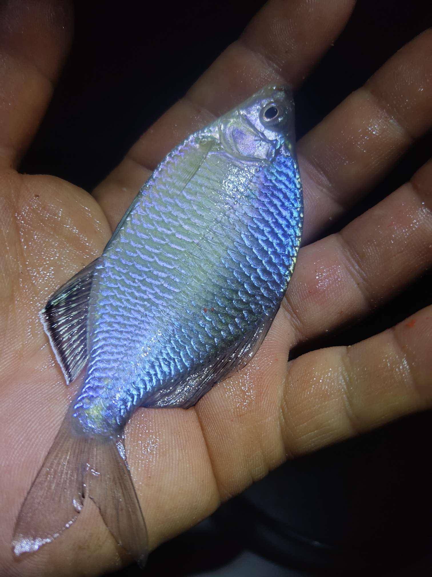 釣魚魚餌配方絕技_釣魚魚餌怎么配_釣魚魚餌配方