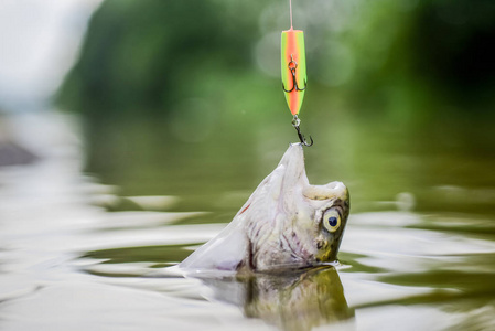 魚鉤型號尺寸大小對比表_型號尺寸魚鉤怎么選_魚鉤型號尺寸