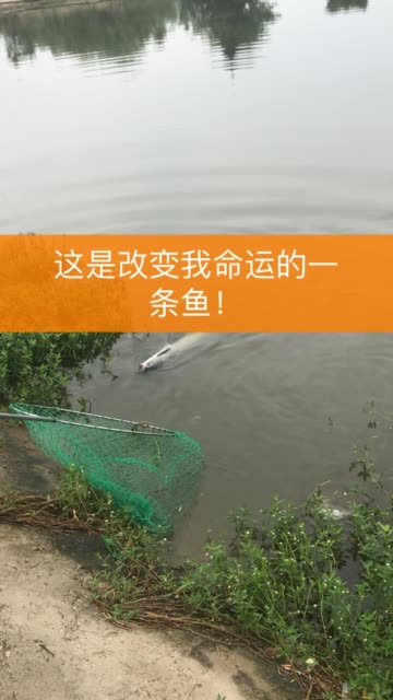四海釣魚頻道停播_四海釣魚頻道號_四海釣魚是哪個頻道