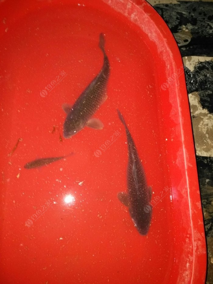 支嘎阿魯湖現在還能釣到魚嗎_支嘎阿魯湖有翹嘴嗎_支嘎阿魯湖釣點推薦