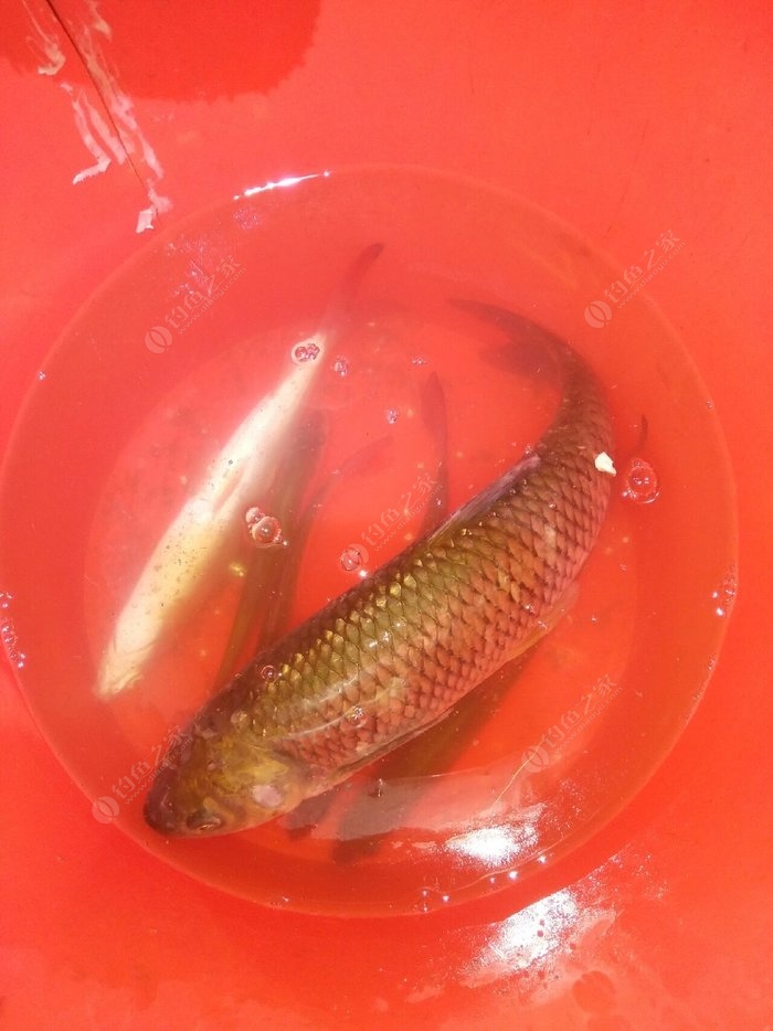 支嘎阿魯湖現在還能釣到魚嗎_支嘎阿魯湖釣點推薦_支嘎阿魯湖有翹嘴嗎
