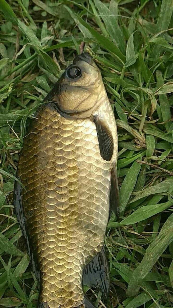 蚯蚓釣鯽魚怎么樣調漂_蚯蚓野釣鯽魚用什么打窩_大家都去野釣吧蚯蚓餌料釣鯽魚