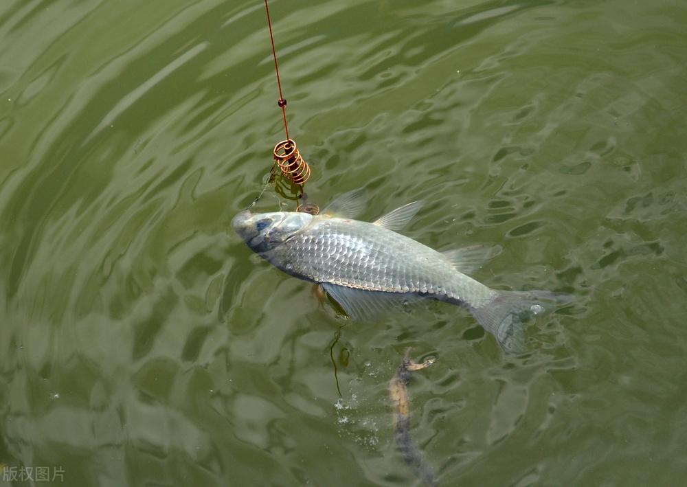 蚯蚓釣鯽魚怎么樣調漂_蚯蚓野釣鯽魚用什么打窩_大家都去野釣吧蚯蚓餌料釣鯽魚