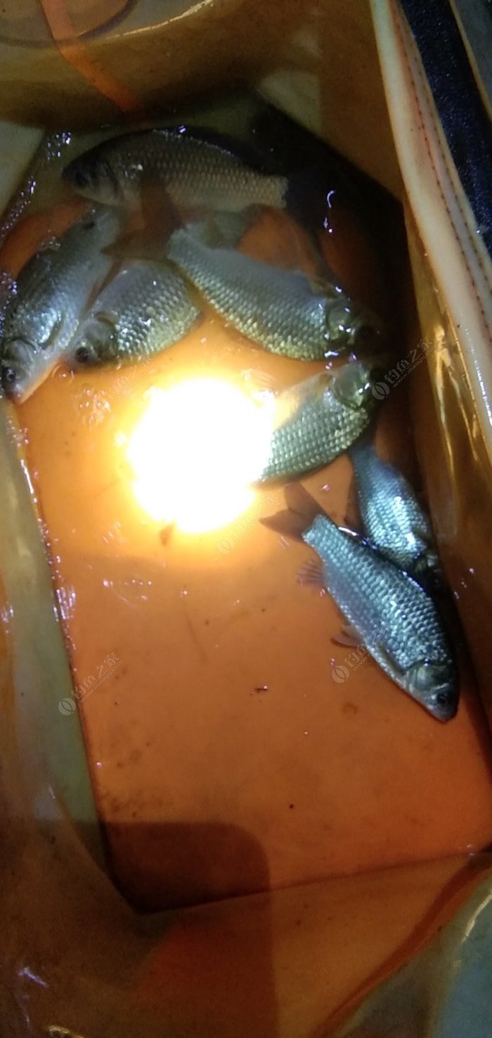釣魚水庫技巧搓餌圖片_釣魚水庫技巧搓餌圖解_水庫搓餌釣魚技巧