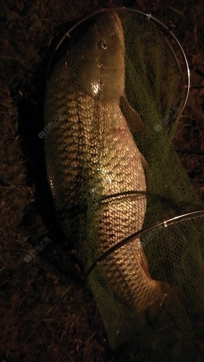 垂釣技巧視頻_視頻釣魚技巧_視頻垂釣技巧教程