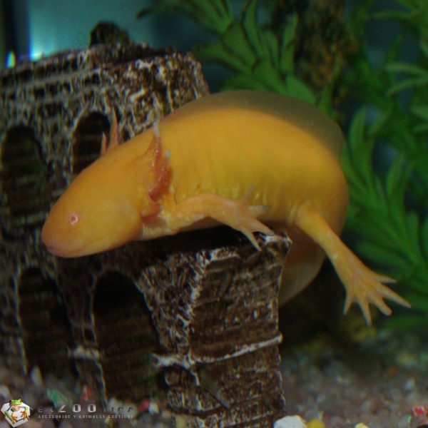 養六角魚有什么說道嗎_六角龍魚養15年的照片_養六角龍魚風水好嗎
