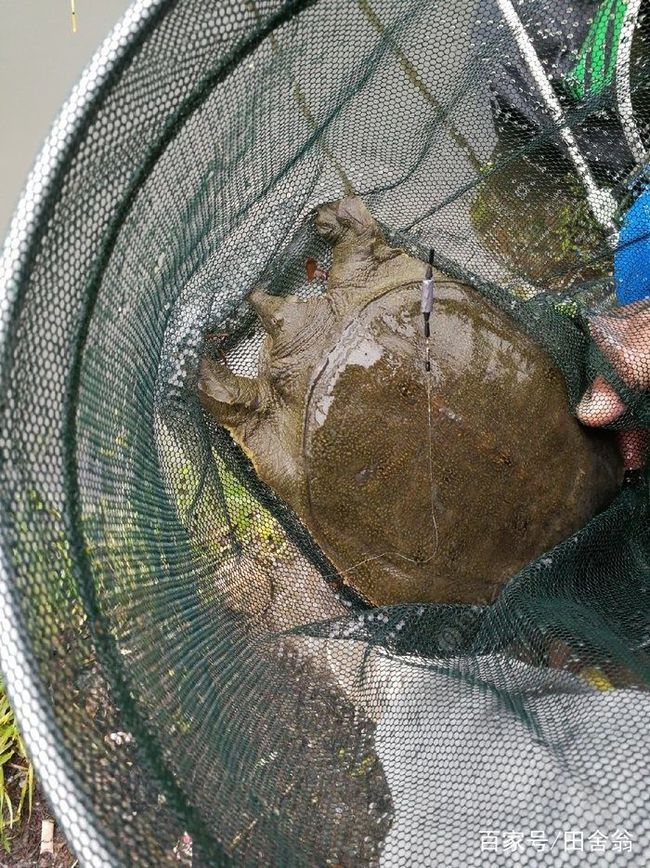 釣魚發燒友釣魚技巧教程_釣魚發燒友怎么秒魚神_釣魚發燒友后期玩法