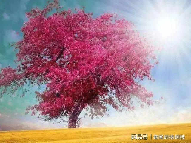 鄧飛虎彈弓打野雞視頻_彈弓鄧飛虎打法_彈弓絕技第一人鄧飛虎