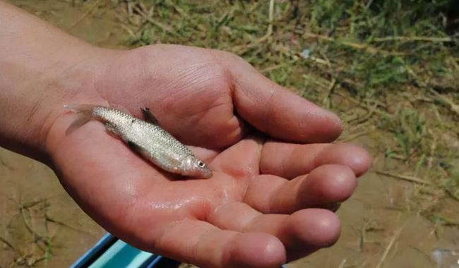 釣魚摩爾莊園攻略_摩爾莊園怎么釣魚_摩爾莊園釣魚是什么意思