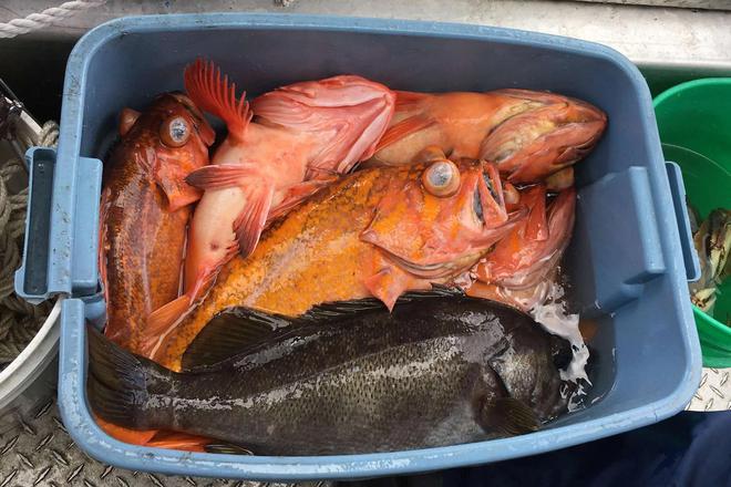 海釣魚餌的制作方法_海釣餌制作配方大全_海釣魚餌制作教程