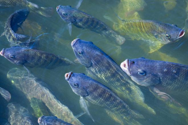 釣紅鯧魚用什么餌料_釣餌料紅鯧魚用多大的鉤_釣餌料紅鯧魚用什么鉤