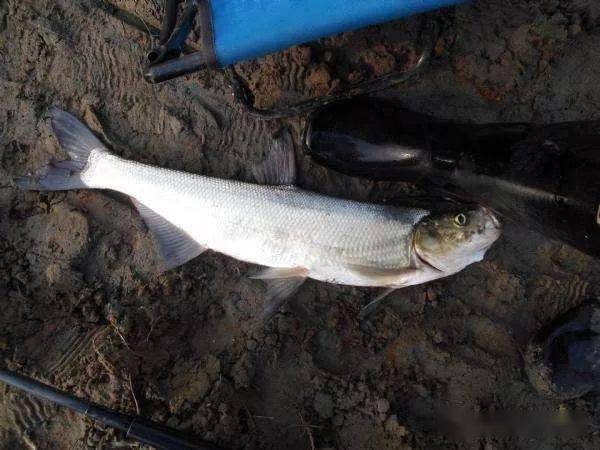 釣鯽魚小視頻_釣鯽魚視頻_釣鯽魚教程視頻高清
