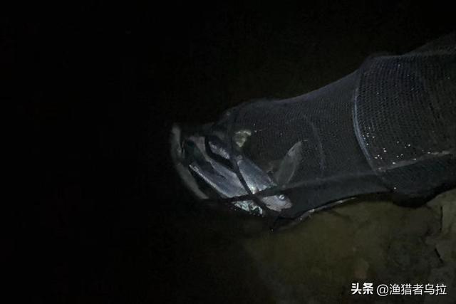 玉米釣鯉魚技巧_玉米釣鯉魚絕招_釣玉米絕招鯉魚視頻