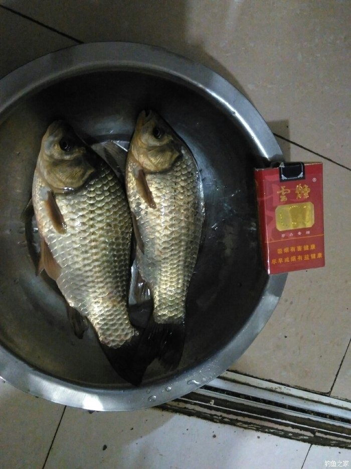 大鯽魚怎樣釣_野釣大鯽魚的一整套流程_野釣大鯽魚的好方法