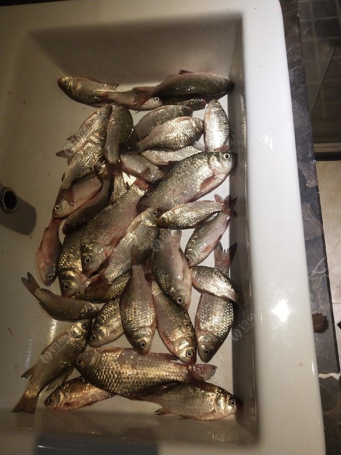 冬季野釣鯽魚用什么餌料最好_冬季野釣鯽魚窩料絕密配方_冬季野釣