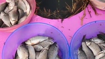 冬天釣草魚用什么餌最好用_冬季草魚餌料_冬釣草魚餌料配方大全