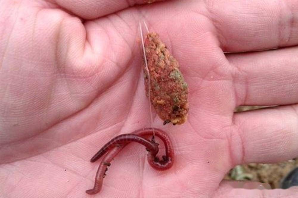 深秋冬季釣鯽魚秘籍：蚯蚓的使用與裝鉤技巧