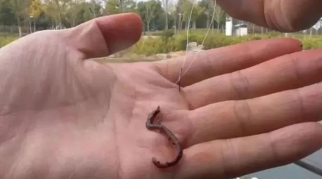 蚯蚓野釣鯽魚技巧_蚯蚓釣鯽魚怎么樣調漂_蚯蚓釣鯽魚的技巧