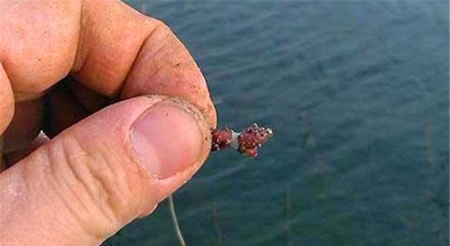蚯蚓釣鯽魚怎么樣調漂_蚯蚓野釣鯽魚技巧_蚯蚓釣鯽魚的技巧