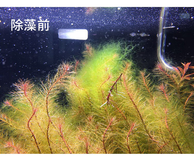 黑殼蝦繁殖的小蝦咋養_黑殼蝦多久繁殖一次_黒殼蝦繁殖