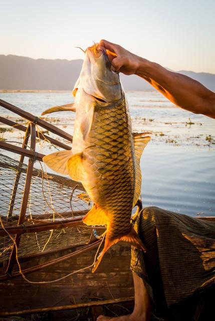 釣夏天餌料草魚好用嗎_夏天釣草魚用什么餌料最好釣_釣夏天餌料草魚好用嗎視頻