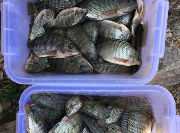 羅非野釣大小魚配方_羅非野釣餌料怎么制作_野釣羅非