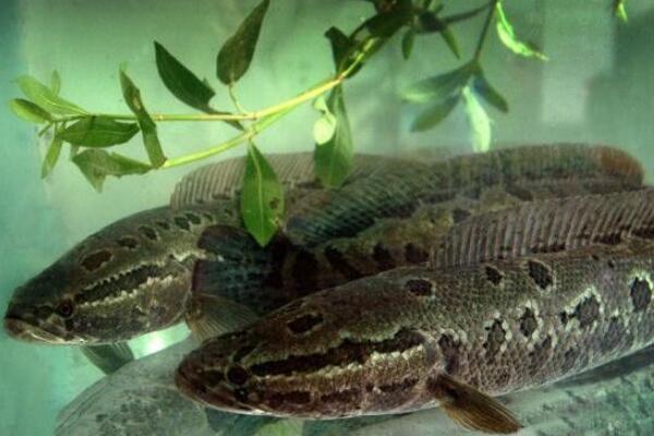 黑魚養殖利潤有多大_黑魚養殖的相關騙局_黑魚養殖幾個月能出售