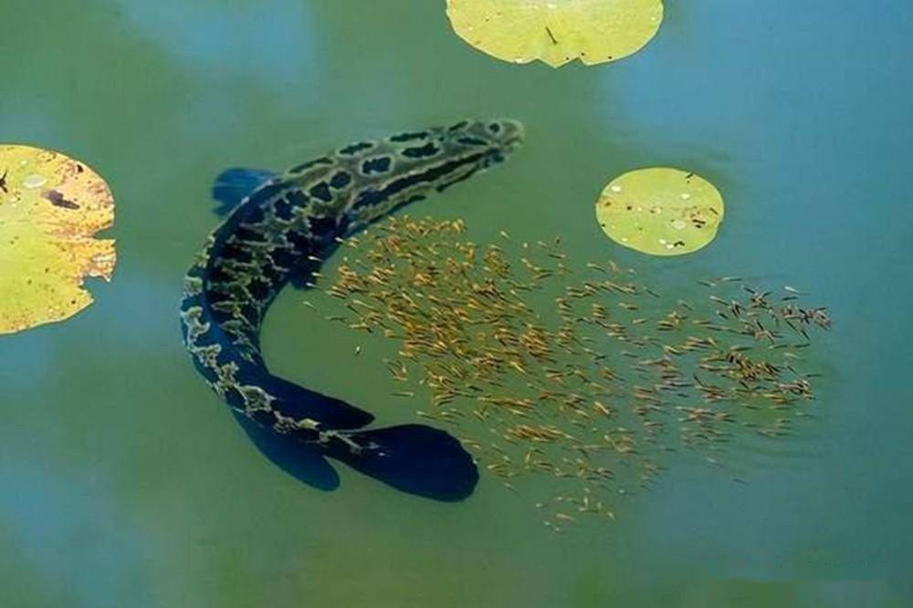 黑魚養殖幾個月能出售_黑魚養殖的相關騙局_黑魚養殖利潤有多大
