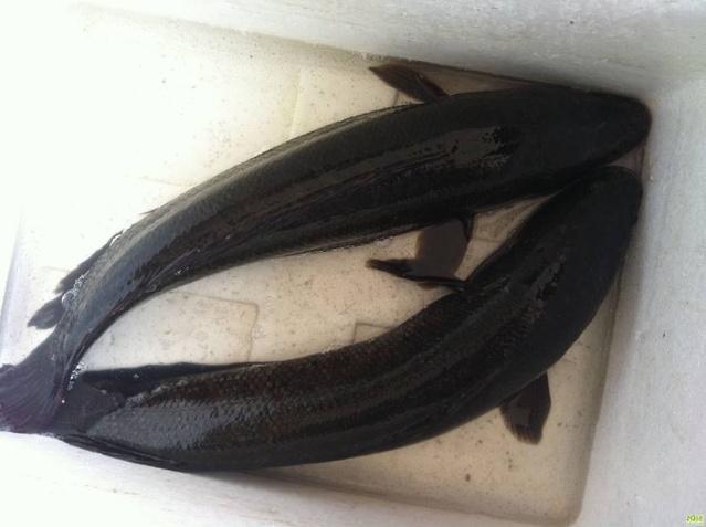 黑魚養殖利潤有多大_黑魚養殖幾個月能出售_黑魚養殖的相關騙局