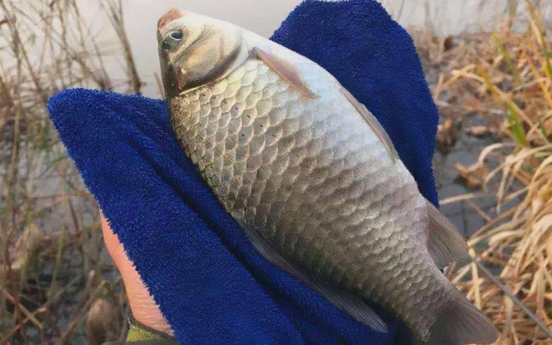 配方鯽魚野釣打窩怎么樣_配方鯽魚野釣打窩視頻_野釣鯽魚打窩配方