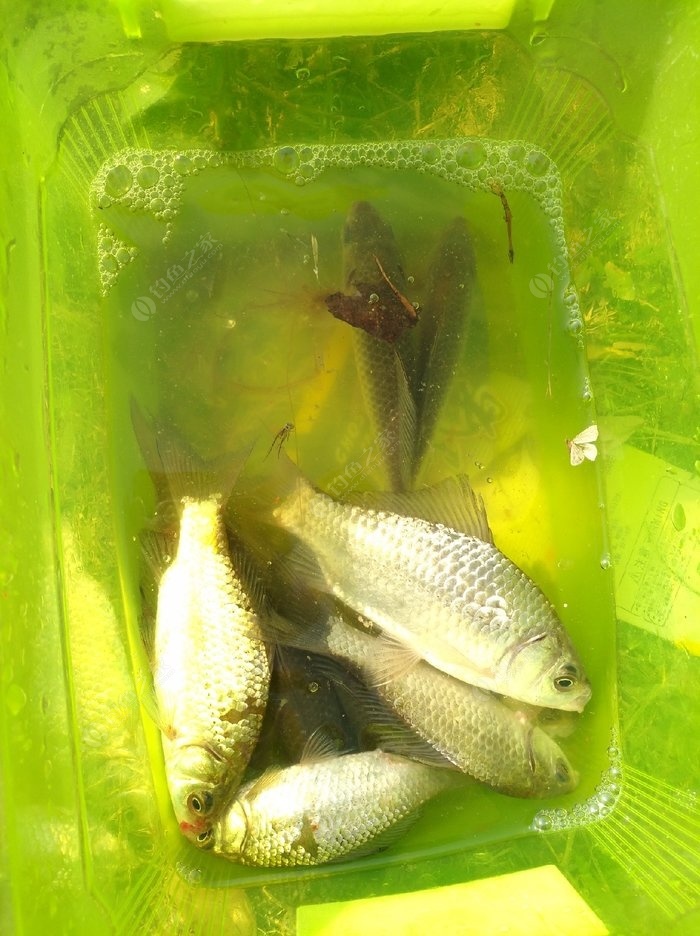 丸九釣鰱魚餌料配方丸九5號鯽使用方法?_釣鰱鯽鳙餌料配方_野釣鰱魚餌料配方