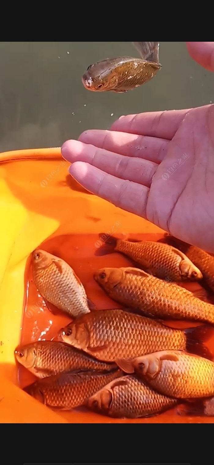 釣魚冬季技巧圖解_釣魚冬天怎么釣_冬季釣魚技巧