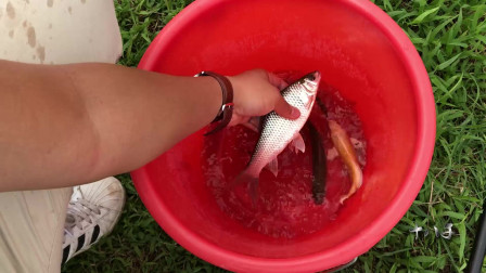 最新野釣釣魚視頻_釣魚視頻野釣視頻_野釣魚視頻大全集