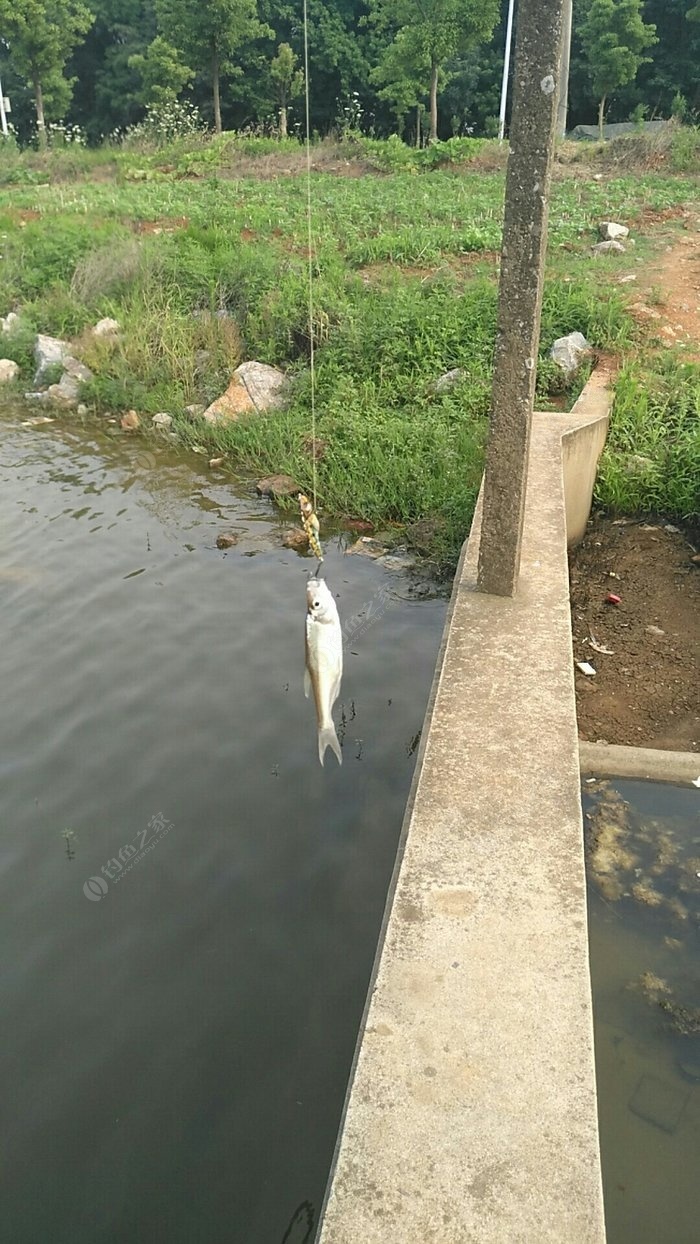 玩點青稍德陽周邊就這樣了吧釣魚之家