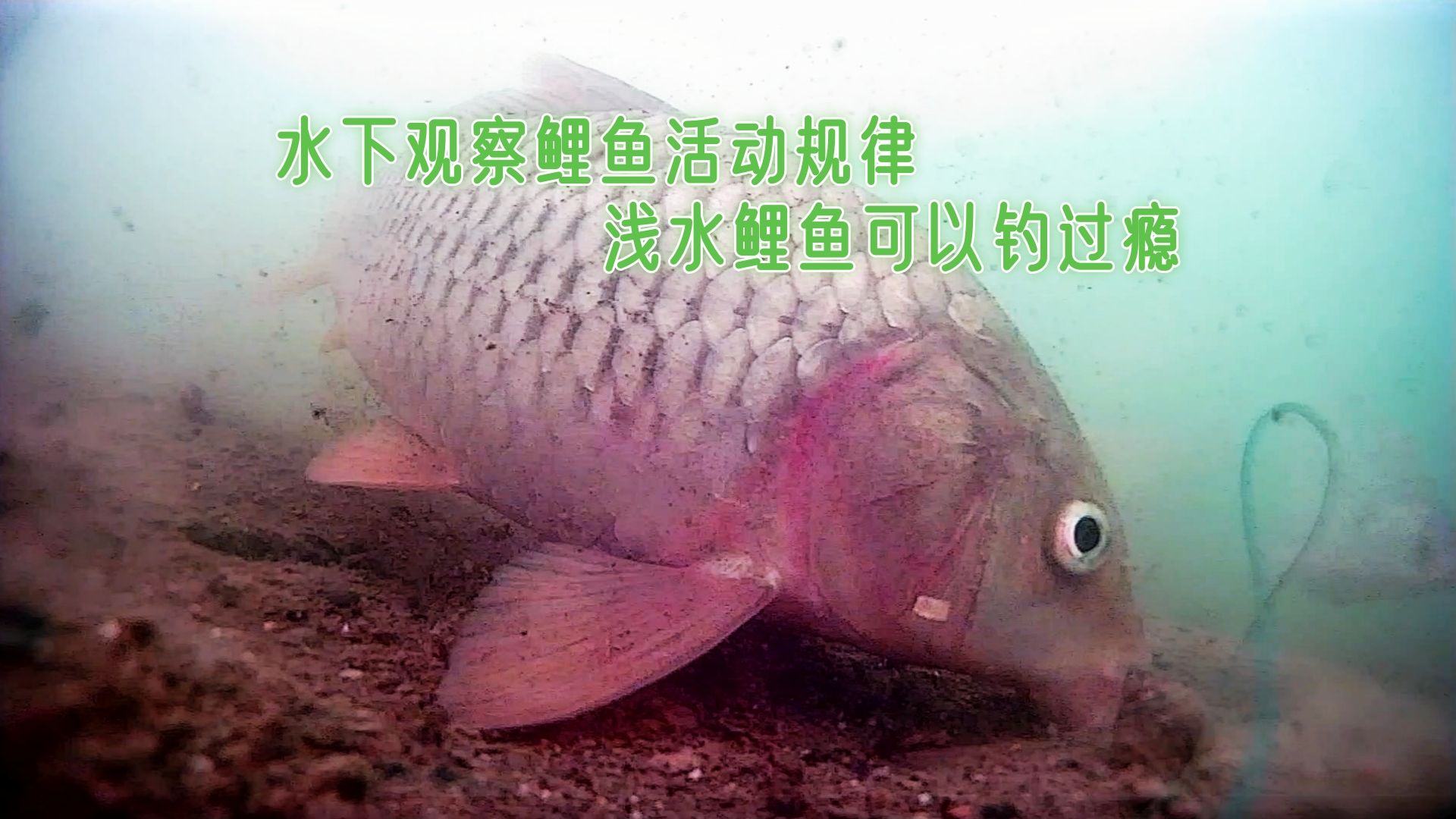 釣鯉魚窩料的絕密配方大全_釣鯉魚什么季節最好釣_怎樣釣鯉魚