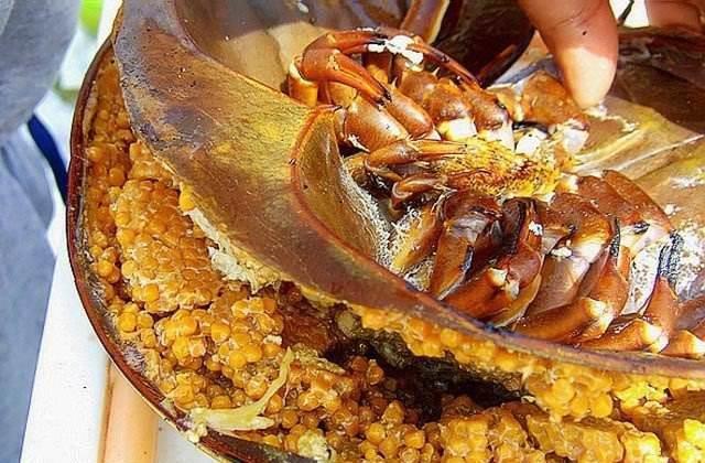 鱟魚多少錢一斤_鱟魚多少錢一斤_鱟魚多少錢一斤
