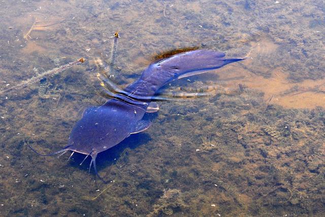 胡子鯰與鯰魚的區別：外貌、生活習性大揭秘
