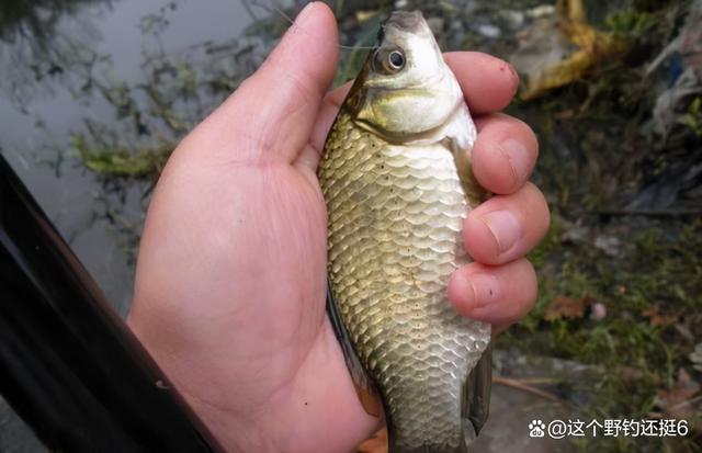化紹新釣魚視頻_化紹新釣魚口訣_化紹新2021年釣魚視頻