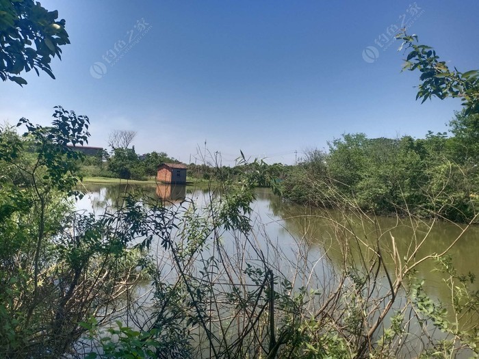 南京浦口區大廠釣場：湖光山色間的釣魚樂趣與心靈放松