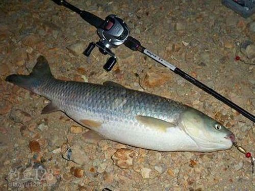大草魚餌料秘訣：自然味道與多樣化形態是關鍵