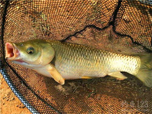 專攻大草魚餌料大全_專攻草魚餌料配方_草魚餌配方大全野釣