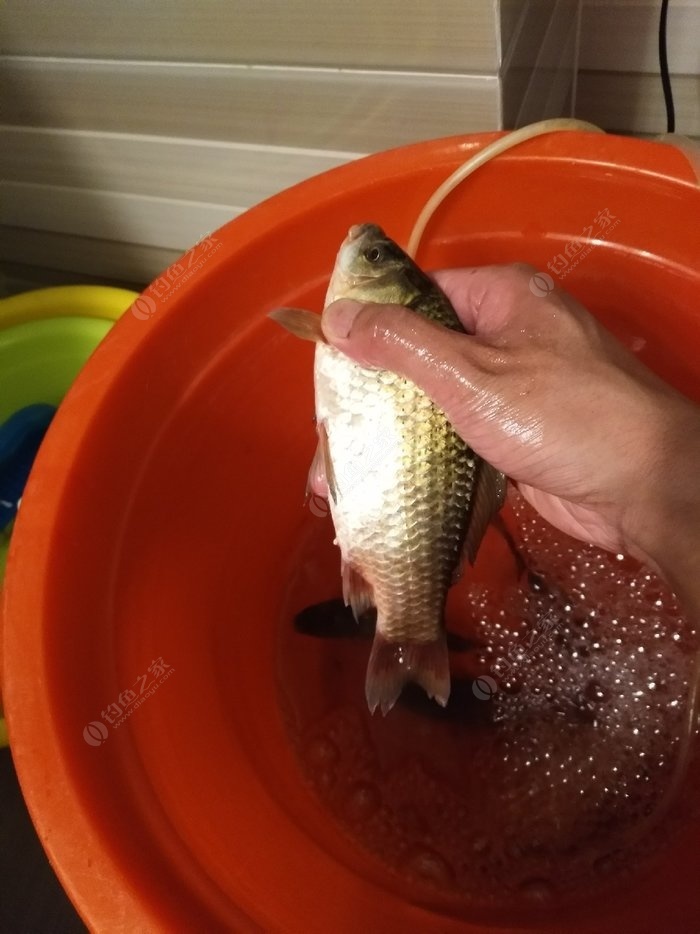 沈陽蒲河釣魚地點_沈陽蒲河免費釣魚_沈陽野釣蒲河