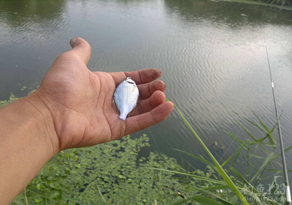 釣白條魚技巧_釣白條_公認釣白條最快的釣法
